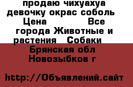 продаю чихуахуа девочку,окрас соболь › Цена ­ 25 000 - Все города Животные и растения » Собаки   . Брянская обл.,Новозыбков г.